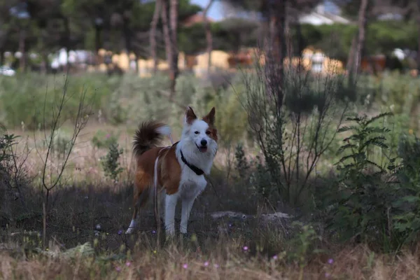 在森林里一只可爱的褐色和白色的韦尔奇牧羊犬 — 图库照片