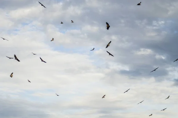 Een Prachtig Uitzicht Vogels Die Vliegen Een Bewolkte Hemelse Achtergrond — Stockfoto