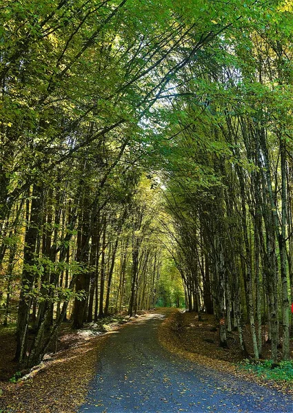 Beautiful Scenery Tunnel Trees Forest — Stock Photo, Image