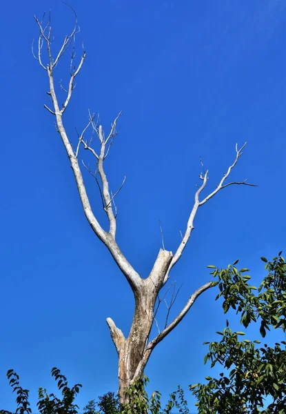 Tiro Vertical Árbol Desnudo Rodeado Árboles Verdes Bajo Cielo Azul —  Fotos de Stock