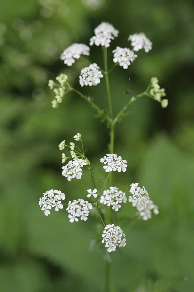 Bílý Květ Přírodním Prostředí — Stock fotografie