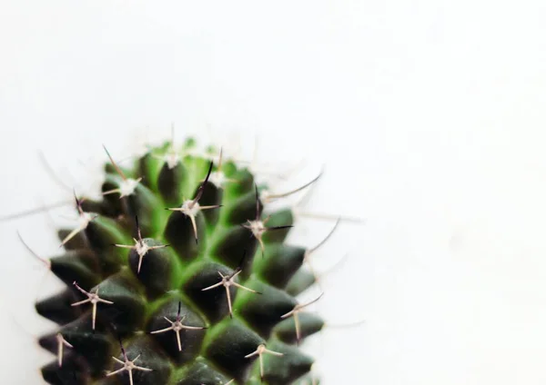 Zdjęcie Zbliżeniowe Rośliny Kaktusa Odizolowanej Białym Tle — Zdjęcie stockowe