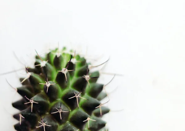 Tiro Close Uma Planta Cacto Isolado Fundo Branco — Fotografia de Stock