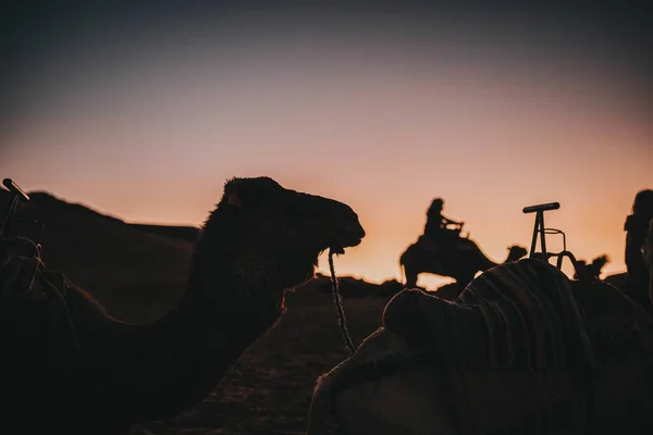 Tiro Close Silhuetas Camelos Deserto Pôr Sol — Fotografia de Stock