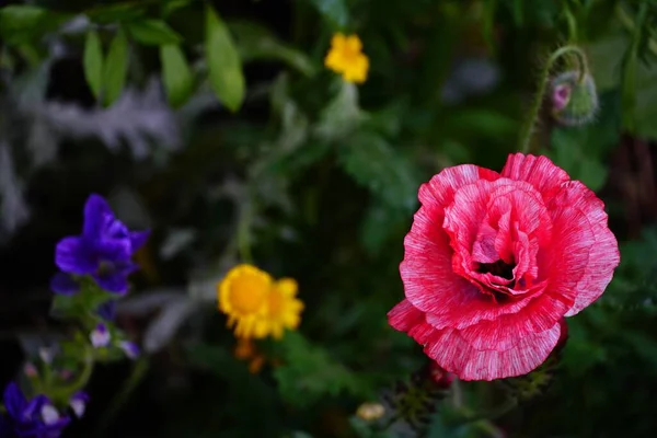 Detailní Záběr Krásné Barevné Květiny — Stock fotografie