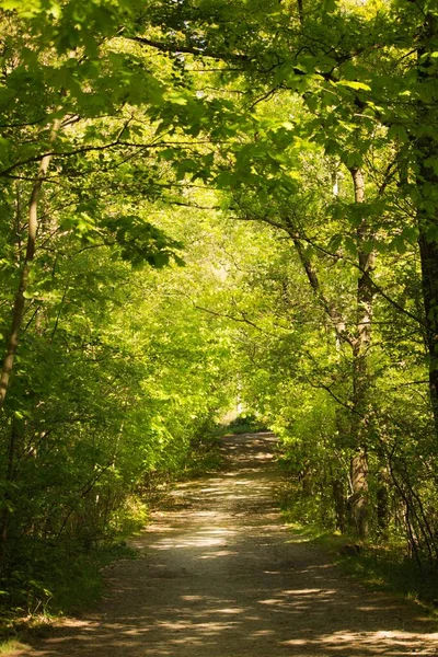 一片迷人的小径和森林中的绿树 — 图库照片