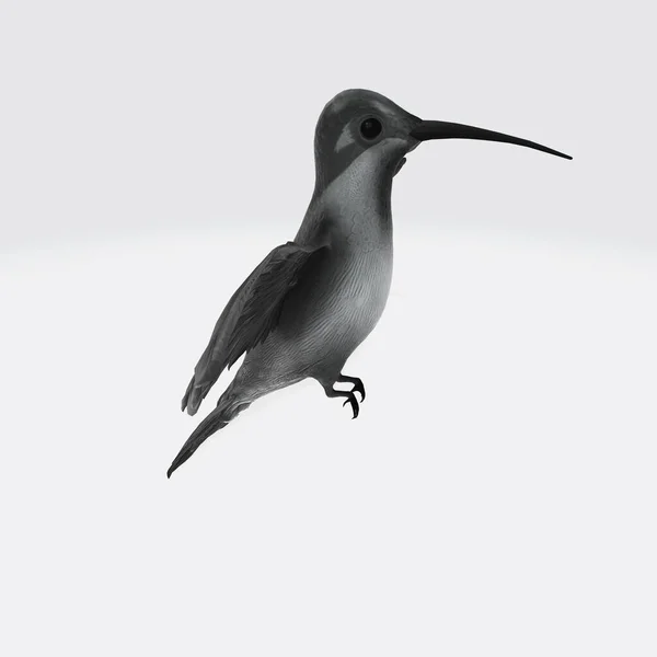 Une Illustration Graphique Colibri Rendu Isolé Sur Fond Blanc — Photo