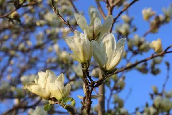 Gros Plan Belles Fleurs Magnolia Sur Fond Flou — Photo