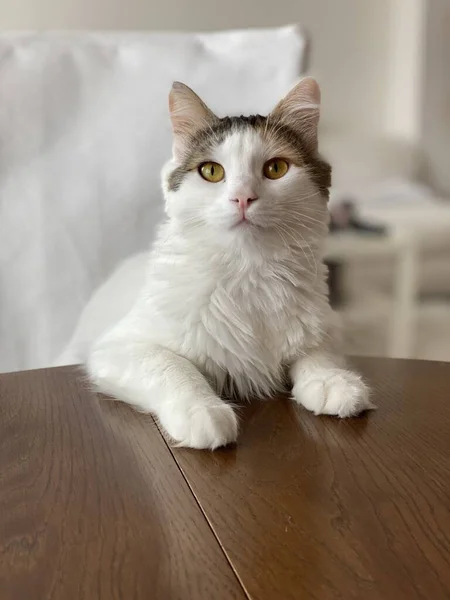 Eine Vertikale Aufnahme Einer Weißen Flauschigen Hauskatze Die Vor Dem — Stockfoto