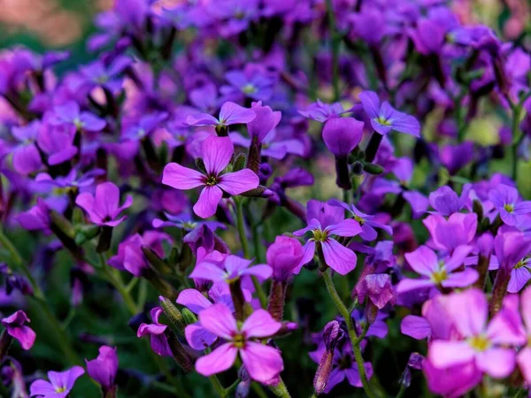 Närbild Vackra Lila Lila Blommor Trädgård — Stockfoto