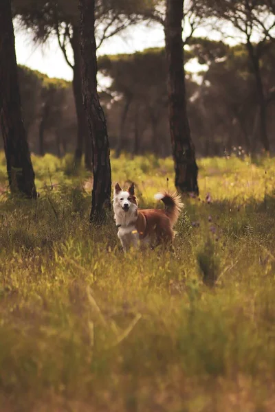 Cute Brown White Welsh Sheepdog Forest — стоковое фото