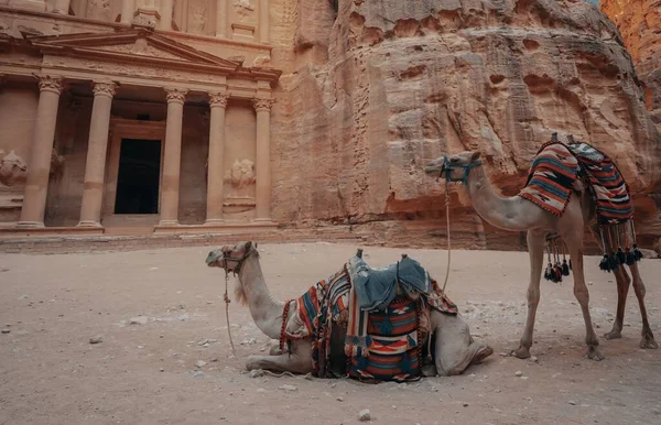 在约旦历史性的Petra Wadi前面的骆驼 — 图库照片