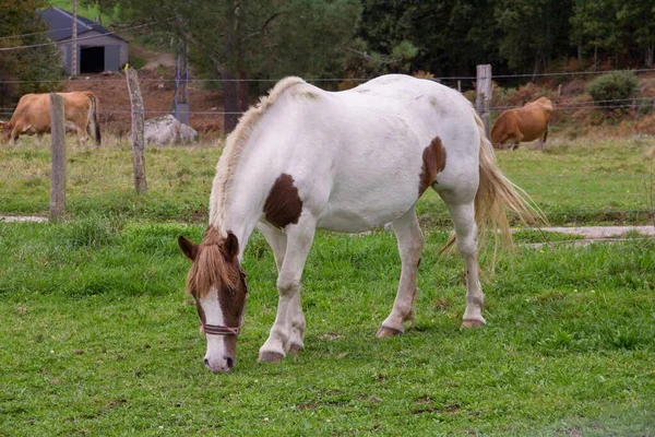 Gros Plan Cheval Blanc Broutant Dans Champ Ferme — Photo