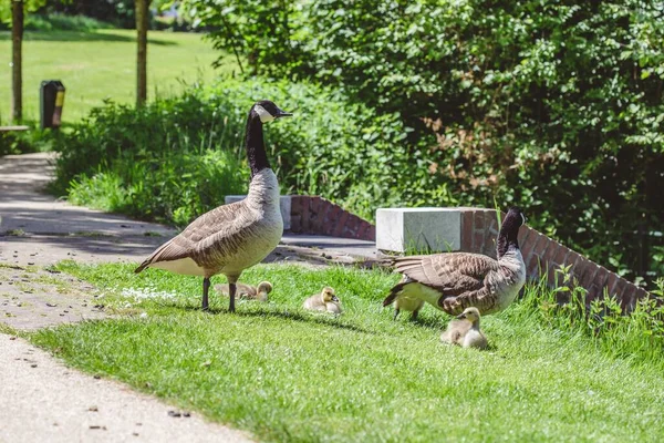 在温暖的阳光明媚的日子里 一群鸭子和鹅在草地上散步 — 图库照片
