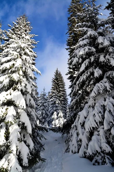 Низкоугольный Снимок Снежных Елок Голубым Небом — стоковое фото