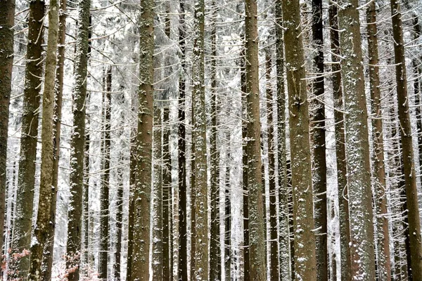 Низький Кут Зйомки Красивих Високих Засніжених Дерев Захоплених Холодний Зимовий — стокове фото