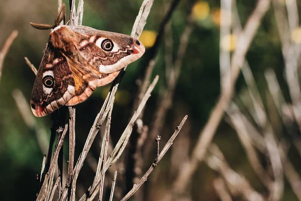 Tiro Seletivo Foco Uma Borboleta Magnífica Nas Hastes Madeira Com — Fotografia de Stock