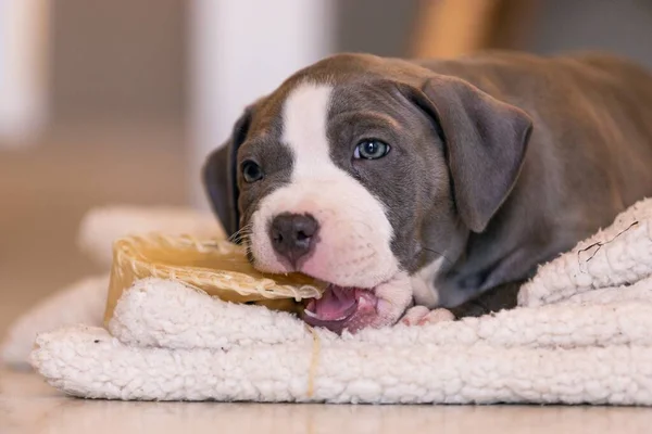 Adorable Cachorro Mordiendo Juguete Sofá Blanco —  Fotos de Stock