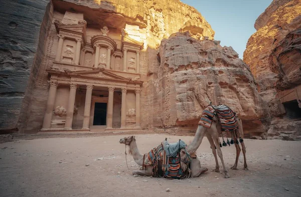 Camelos Frente Histórico Petra Wadi Jordânia — Fotografia de Stock