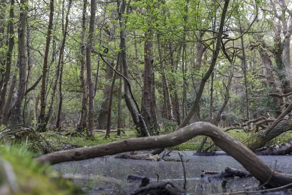 Groen Bos Met Een Plas Waarin Bomen Worden Weerspiegeld Sherwood — Stockfoto