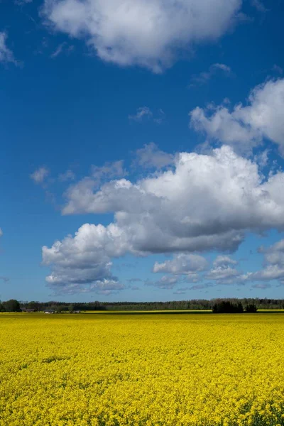 Vertikal Bild Vackra Gula Fältet Med Raps Blommor Molnig Himmel — Stockfoto