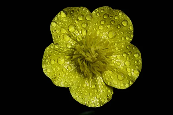 Одиночна Жовта Квітка Масляними Паличками Ній Ізольована Чорному Тлі — стокове фото