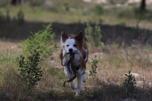 Cão Pastor Galês Marrom Branco Bonito Uma Floresta — Fotografia de Stock