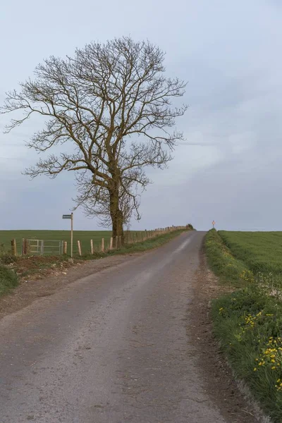 Landsväg Med Ett Stort Träd Som Har Förlorat Sina Blad — Stockfoto