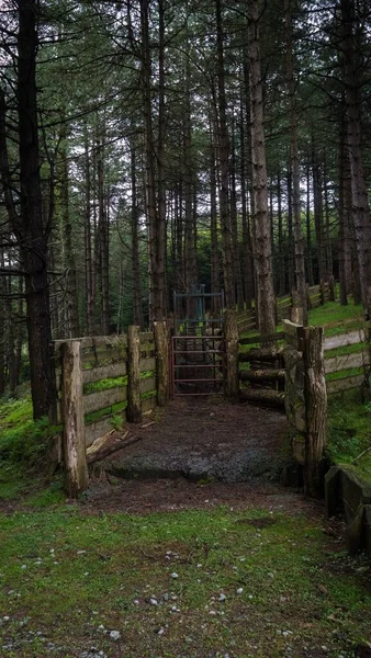 Une Belle Vue Une Forêt Densément Peuplée Avec Des Clôtures — Photo