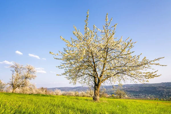 Yeşilliklerle Çevrili Beyaz Bir Ağacın Güzel Bir Görüntüsü — Stok fotoğraf