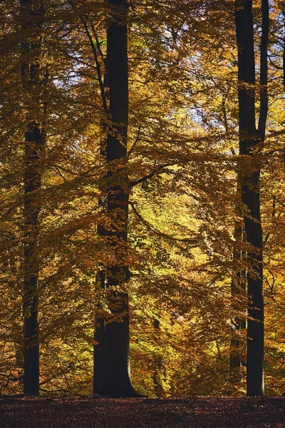 Vertikal Bild Höga Träd Skog Dagtid — Stockfoto