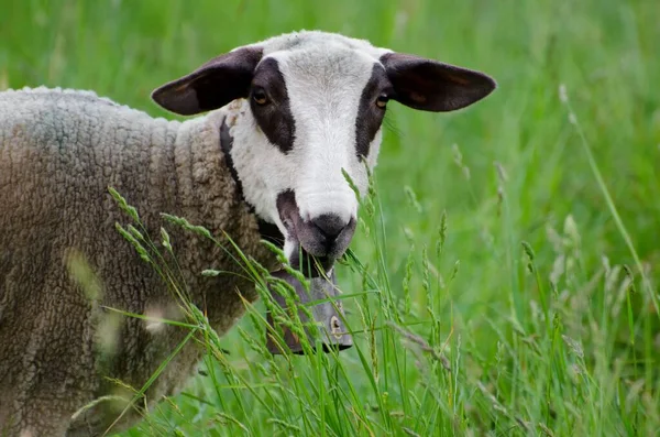 Een Selectieve Focus Shot Van Bruine Witte Jonge Schapen Het — Stockfoto