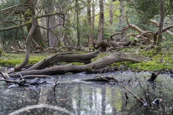 Grüner Wald Mit Einer Pfütze Der Sich Die Bäume Sherwood — Stockfoto