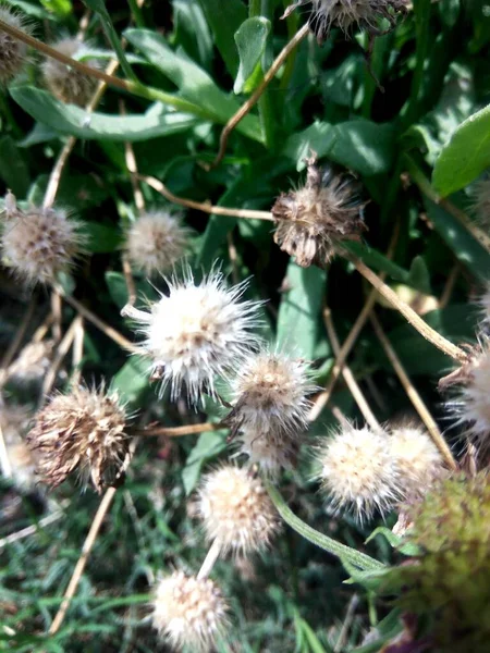 Eine Vertikale Aufnahme Einer Wild Dornigen Trockenen Pflanze Vor Grünem — Stockfoto