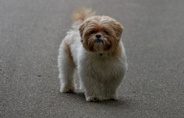 Disparo Clausura Perro Imperial Chino Paseando Por Suelo Hormigón — Foto de Stock