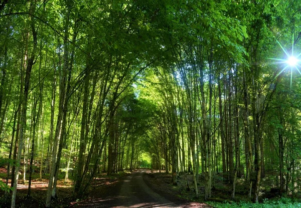 Egy Panoráma Utat Lőtt Egy Faalagúton Keresztül Tavaszi Erdőben — Stock Fotó