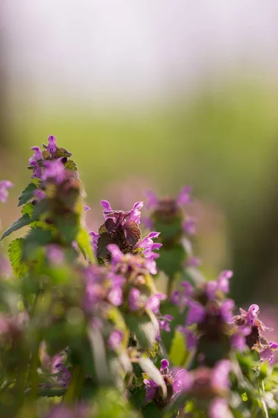 紫色のフィールドの花 背景に最適です — ストック写真