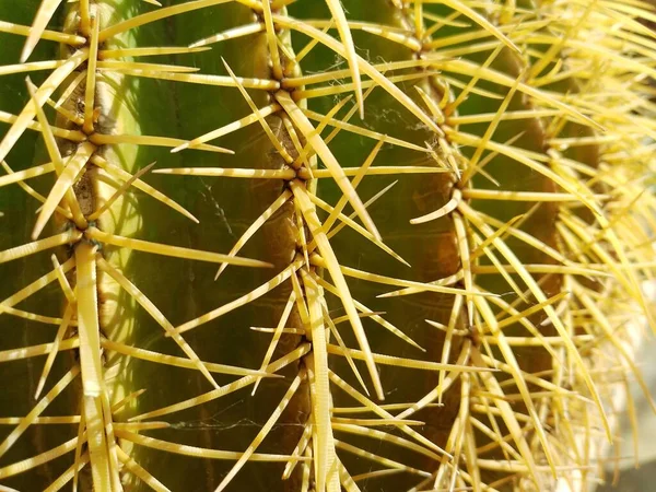 Крупним Планом Знімок Рослини Кактуса Великою Кількістю Шипів — стокове фото