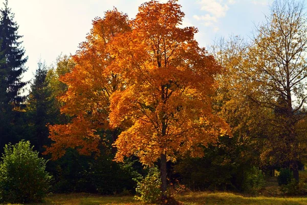 Ein Schöner Blick Auf Die Orangenbäume Umgeben Von Anderen Bunten — Stockfoto