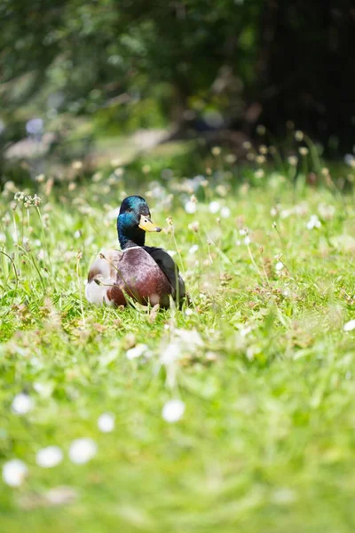 Vertikální Záběr Kachny Sedící Uprostřed Trávníku Malých Bílých Květin — Stock fotografie