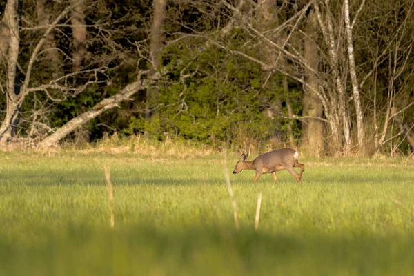 Plan Sélectif Cerf Mangeant Sur Champ Herbe Avec Des Arbres — Photo