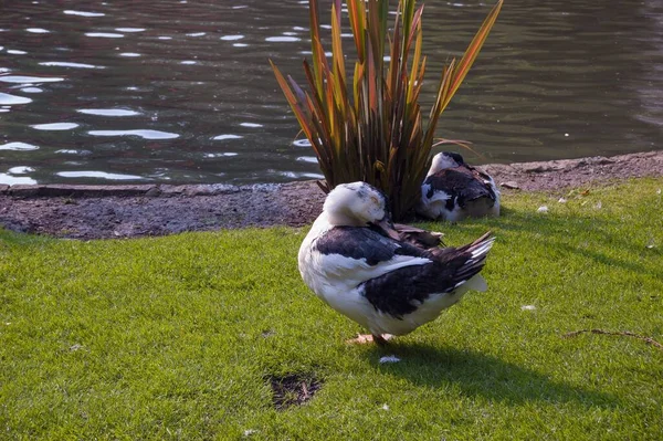 Una Captura Patos Blancos Negros Playa — Foto de Stock