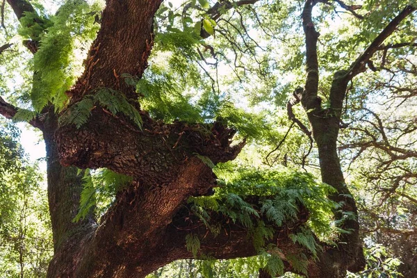 Ormandaki Yaşlı Kalın Bir Ağacın Alçak Açılı Görüntüsü — Stok fotoğraf