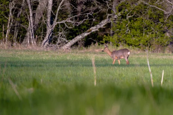 Mise Point Sélective Cerf Marchant Sur Champ Herbe Avec Des — Photo