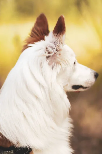 Cão Pastor Galês Marrom Branco Bonito Uma Floresta — Fotografia de Stock