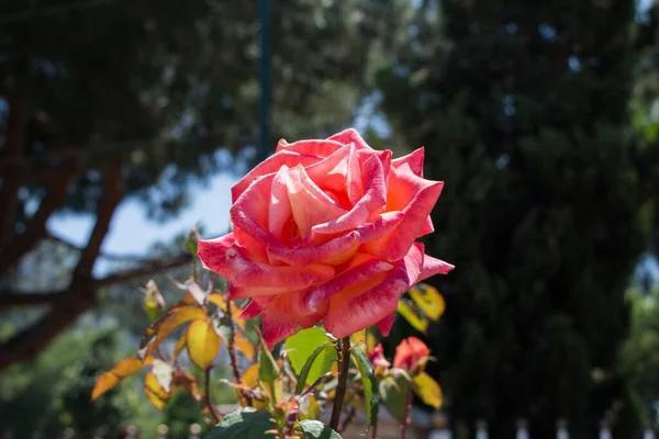 花园里长着一束新玫瑰的特写 — 图库照片