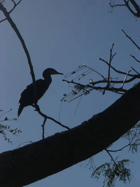 Nízký Úhel Záběru Ptáka Sedícího Větvi Stromu Pod Modrou Oblohou — Stock fotografie