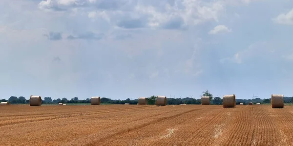 Uma Bela Vista Sobre Culturas Agrícolas Campos Trigo Prontos Para — Fotografia de Stock