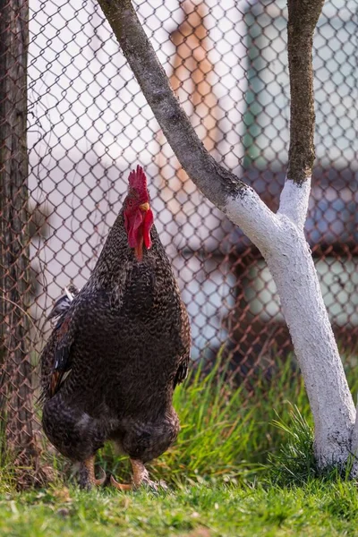 Tiro Gallo Feroz Colorido Modelado Pie Sobre Hierba —  Fotos de Stock