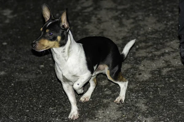 Colpo Messa Fuoco Selettiva Cane Volpe Terrier Giocattolo Bianco Nero — Foto Stock